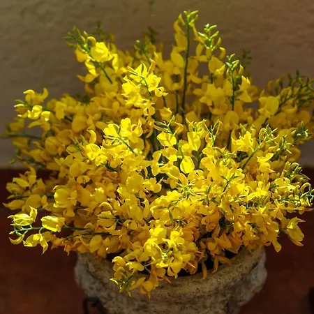 公寓 Busac 扎博里克